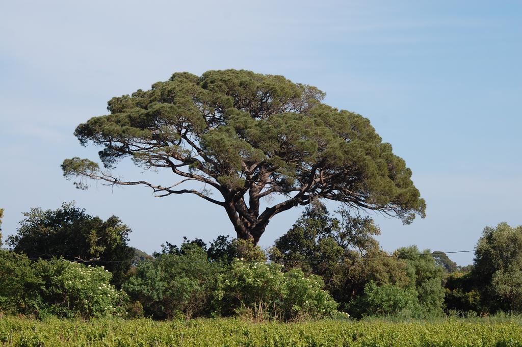 Chateau De La Clapiere Hyères Kültér fotó