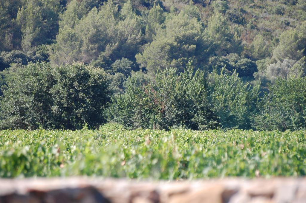 Chateau De La Clapiere Hyères Kültér fotó